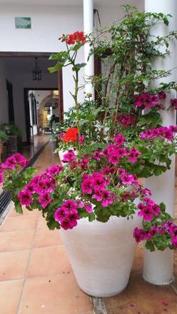 Casa de los Naranjos, Cordoba