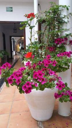 Casa de los Naranjos, Cordoba